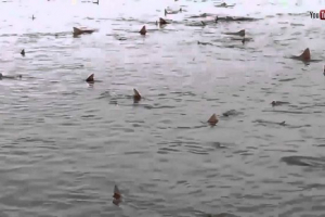 Obala velike britanije čiče morske pse.